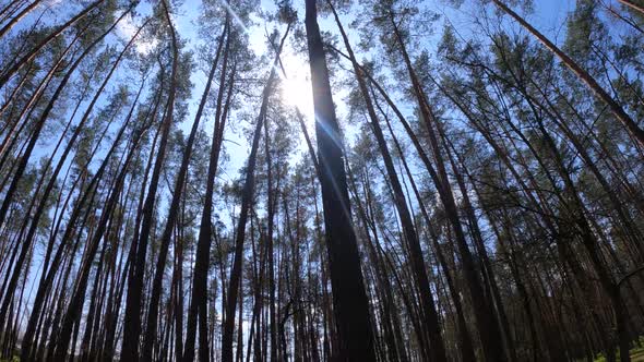 Forest with Pine Trees During the Day POV