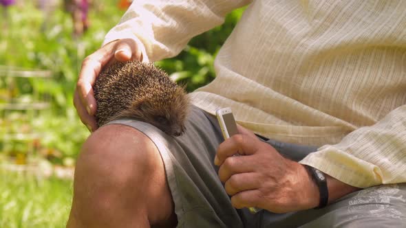 Mature Man Takes Picture of Hedgehog on Leg in Green Park