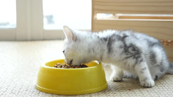 Cute Kitten Eating Dry Food From A Bowl