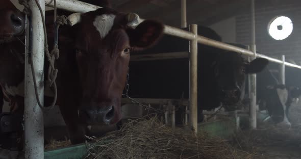 Cow Farm Smoke In The Cowshed