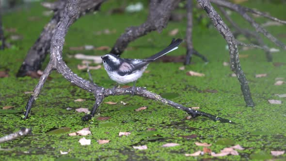 Long-tailed Tit Drinking Water and Flying Out