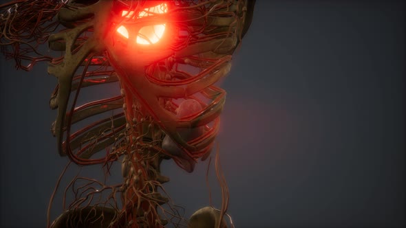 CG Animation Of A Sick Human Heart alt