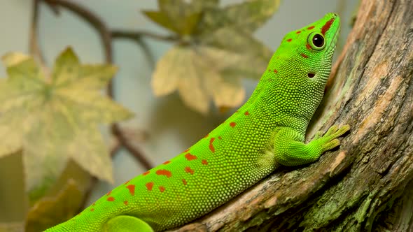 A Small Green and Yellow Madagascar Day Gecko Sit on the Branch Closeup