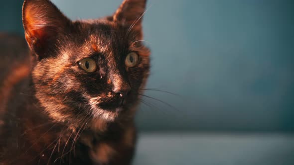 Portrait of a Beautiful Mixed Colored Cat.