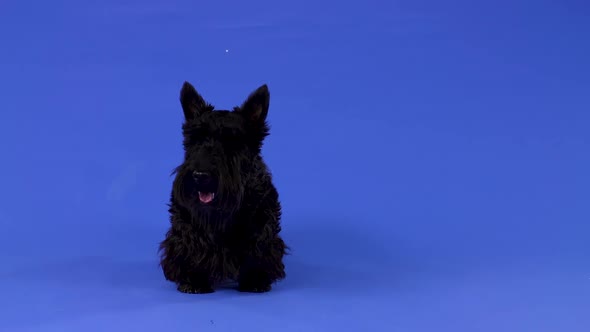 Front View of a Purebred Scottish Terrier Standing Full Length with Its Tongue Out in the Studio