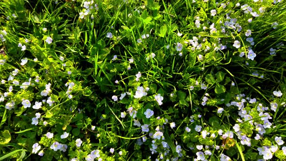 Grass and anemone flowers in the spring park.