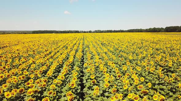 Aerial view of Sunflowers field. Flight over a field of sunflowers