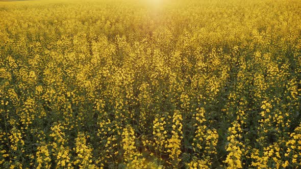 Field of Blooming Rapeseed at Sunset