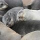 Close Up View of a Group of Small Sleeping Fur Seals - VideoHive Item for Sale