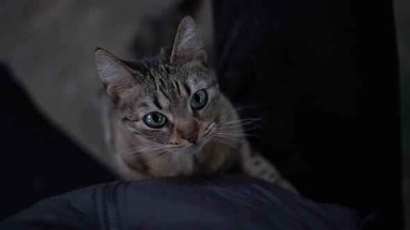 Beautiful cat resting on floor