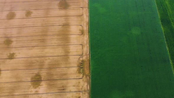 Aerial Drone View Border Between Yellow Wheat Field and Green Agricultural Field