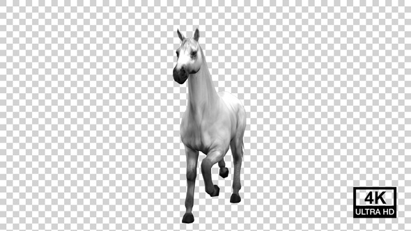 Horse Galloping To Stop Front View