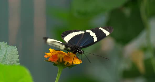 The Sara longwing (Heliconius sara) butterfly