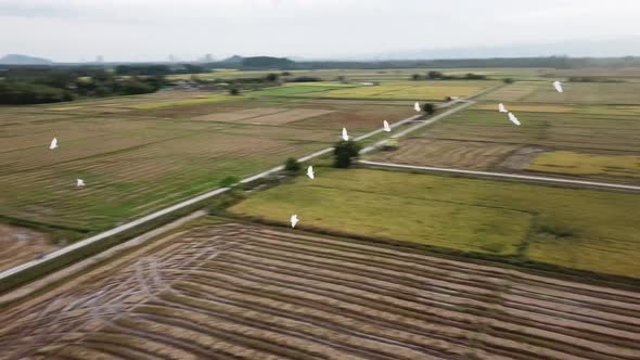 Group of egrets bird fly in the paddy field 