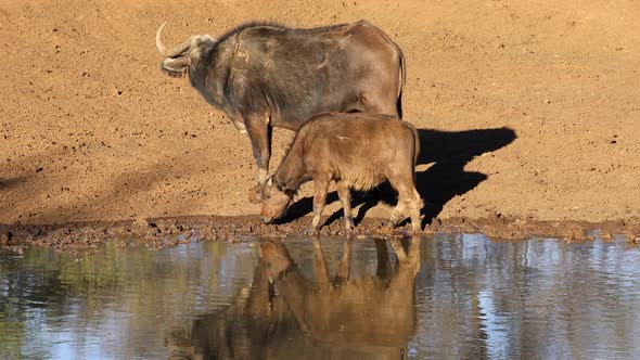 African Buffaloes Drinking At A Waterhole