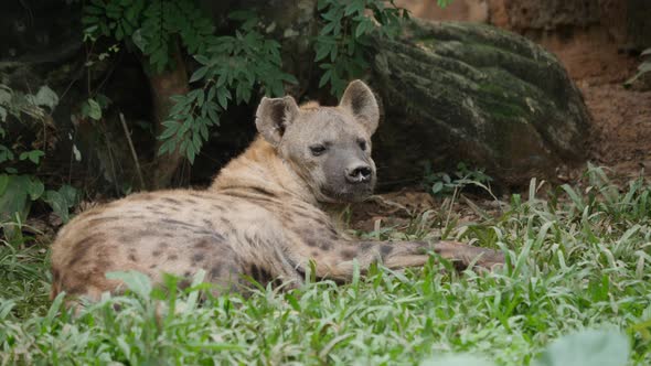 Hyena life in wild