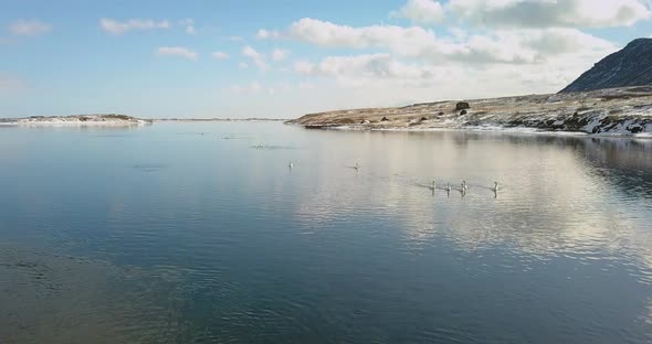 Cinematic drone shot over the Olfusa river with waterfowl in the river near Selfoss Iceland