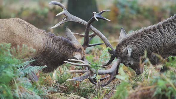 Male Red Deer Stag (cervus elaphus) during deer rut, rutting and clashing antlers and heads, British