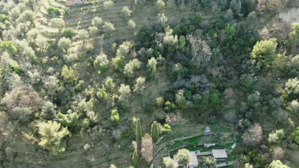 Top view of the forest