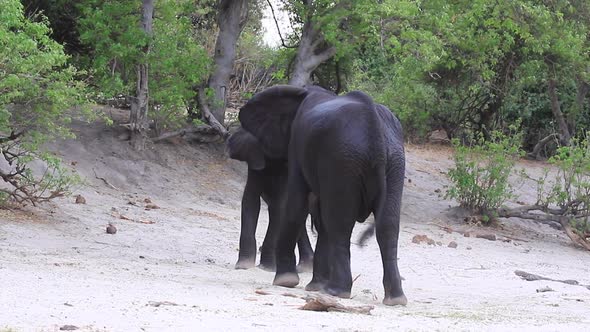 Two African Bush Elephant bulls grapple for dominance on rivershore