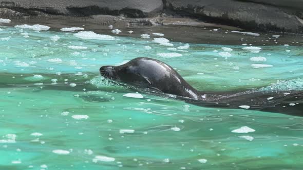 Seal Swimming in the Water, Slow Motion