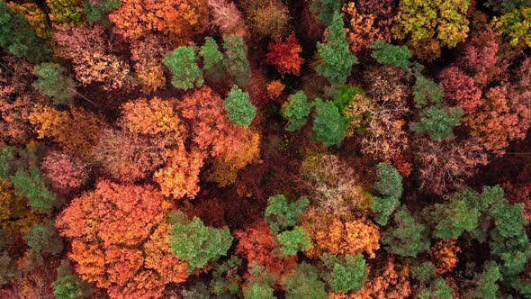 Top down view of colorful misty forest in autumn, Poland