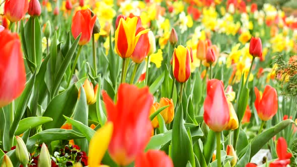 Spring flowers-tulips. Very beautiful background.