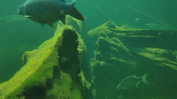 Underwater photography of swimming fish at the bottom of the lake