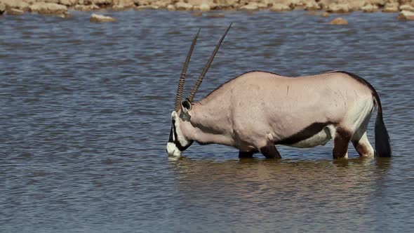 Gemsbok Drinking Water - Etosha National Park