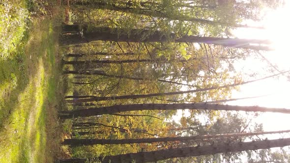 Vertical Video of Trees in the Forest in Autumn