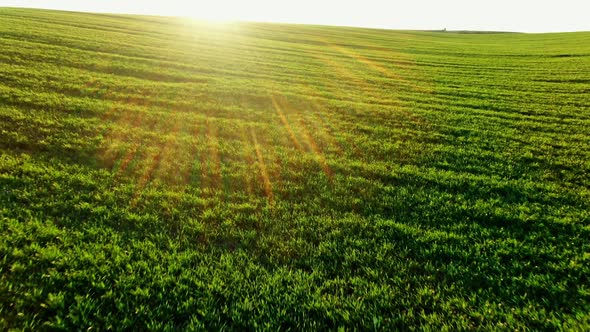 Flying Over Vivid Green Crops on Sunrise