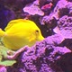 Close Up of Yellow Tang - VideoHive Item for Sale