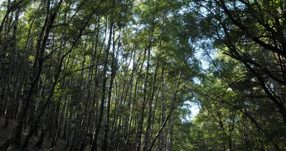 Birch forest near Le Plan de Monfort, the Cevennes National park, Lozere department, France