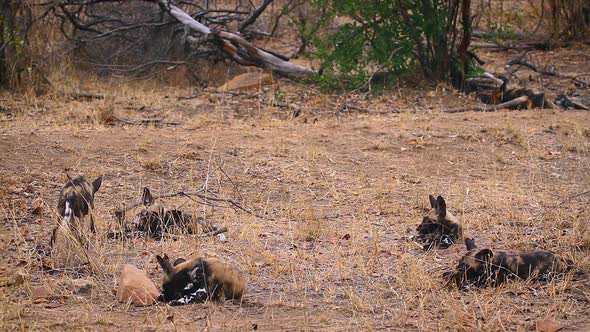 African wild dog in Kruger National park, South Africa