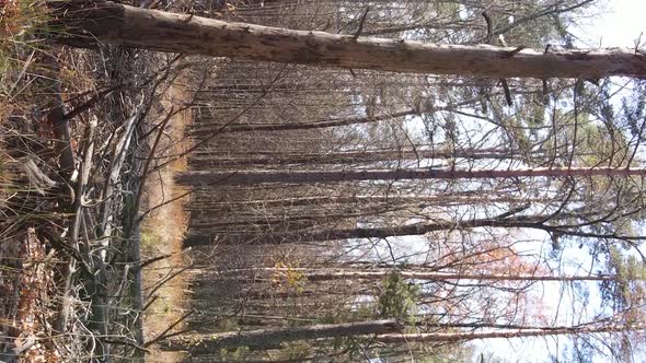 Vertical Video of an Autumn Forest During the Day in Ukraine