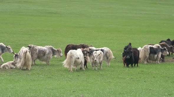 Herd of Long-Haired Yak Flock in Asian Meadow