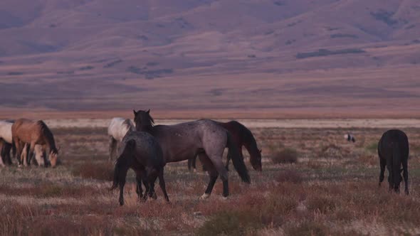 Wild horses playing as they try to bite each other in the Onaqui herd