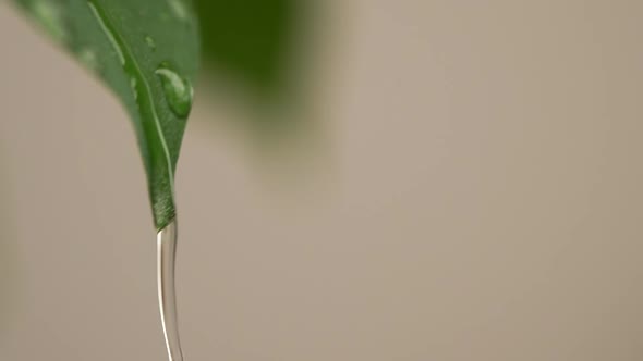 Water Drops on a Leaf 92