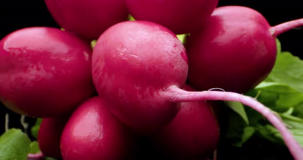 fresh radish. High quality mega close up 