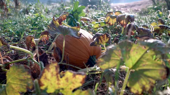 Shooting over the leaves of the plants, slow dolly motion to the left of large ripe pumpkins in a fi