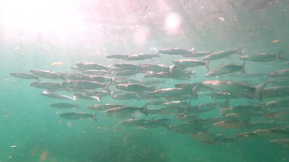 Group of bass fish swimming in slow motion at mediterranean sea in turquoise water