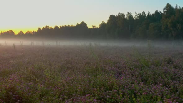 Foggy Morning