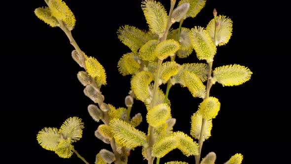 Spring Easter Willow Opening Yellow Fluffy Buds