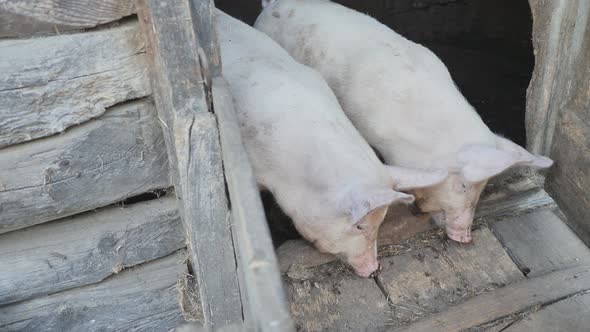 Two Little Pigs at the Door of a Village Barn are Chewing Something