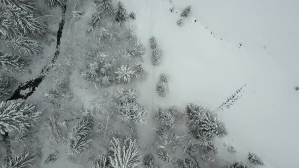 Aerial View of Winter Spruce Snowy Forest. Low Flight Over a River and Pine Trees Covered By Snow