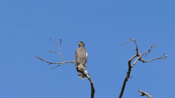 An eagle high in a tree 