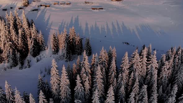 Aerial Flying Above Winter Forest in Mountain Valley at Sunset