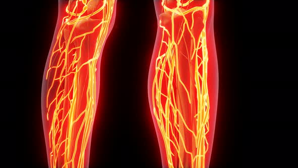 Science Anatomy of Human Blood Vessels