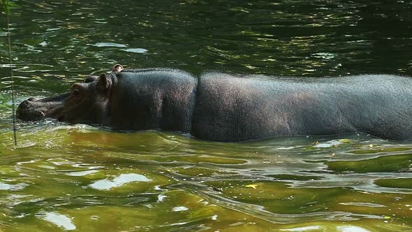 Hippopotamus in the river in slow motion.