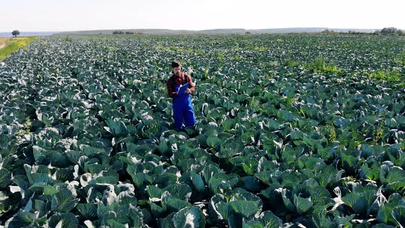 Agrotechnician Is Inspecting a Cabbage Field